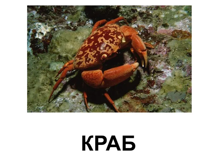 КРАБ