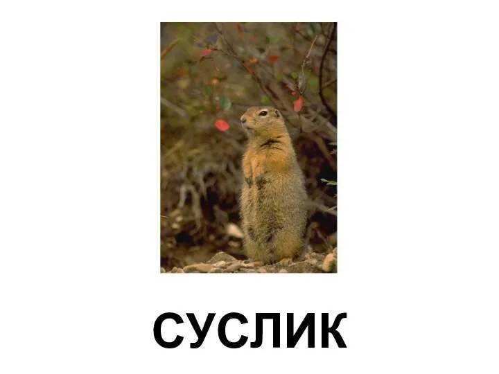 СУСЛИК