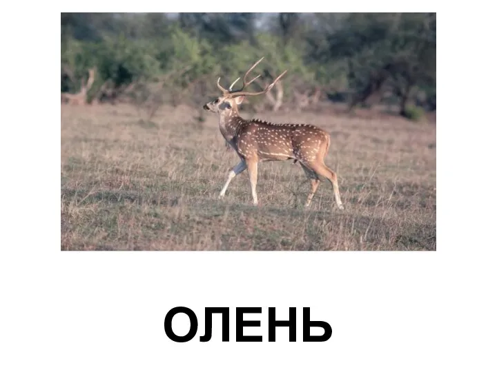 ОЛЕНЬ