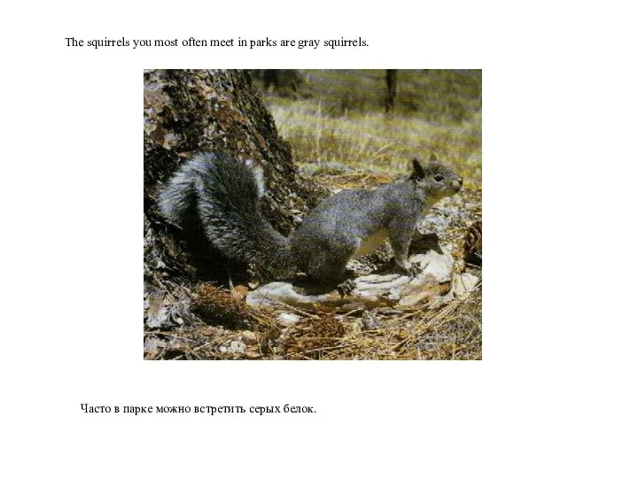 Часто в парке можно встретить серых белок. The squirrels you most
