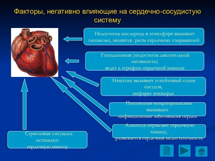 Факторы, негативно влияющие на сердечно-сосудистую систему Гиподинамия (недостаток двигательной активности) ведет