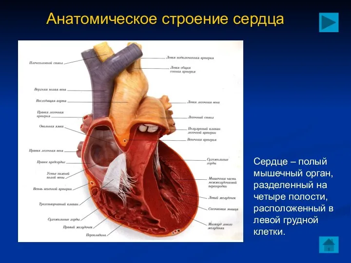 Анатомическое строение сердца Сердце – полый мышечный орган, разделенный на четыре