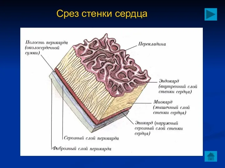 Срез стенки сердца