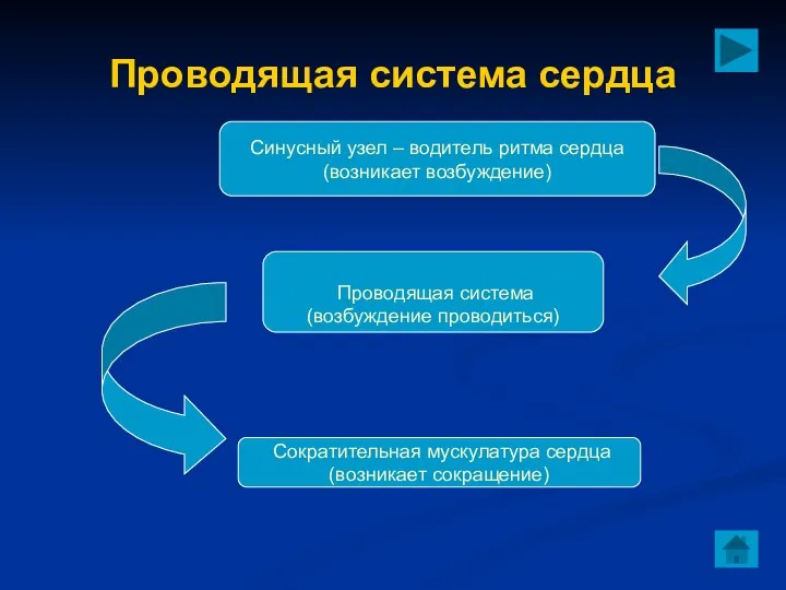 Проводящая система сердца Синусный узел – водитель ритма сердца (возникает возбуждение)