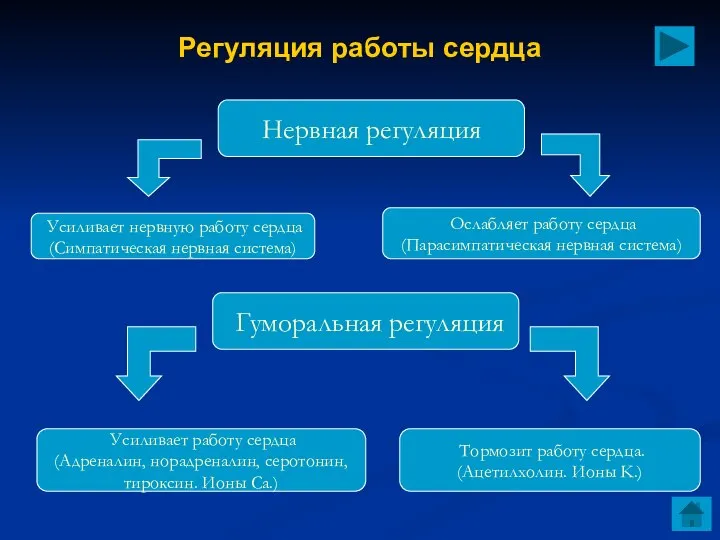 Регуляция работы сердца Гуморальная регуляция Усиливает нервную работу сердца (Симпатическая нервная