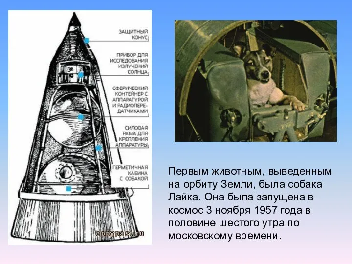 Первым животным, выведенным на орбиту Земли, была собака Лайка. Она была