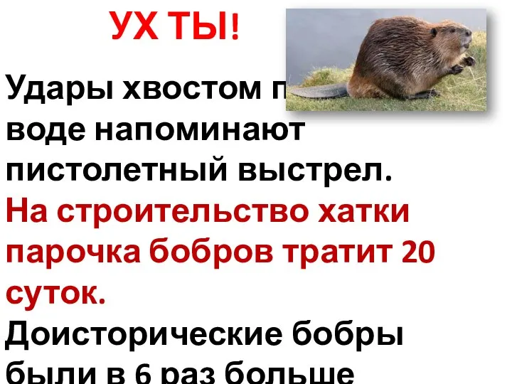 УХ ТЫ! Удары хвостом по воде напоминают пистолетный выстрел. На строительство