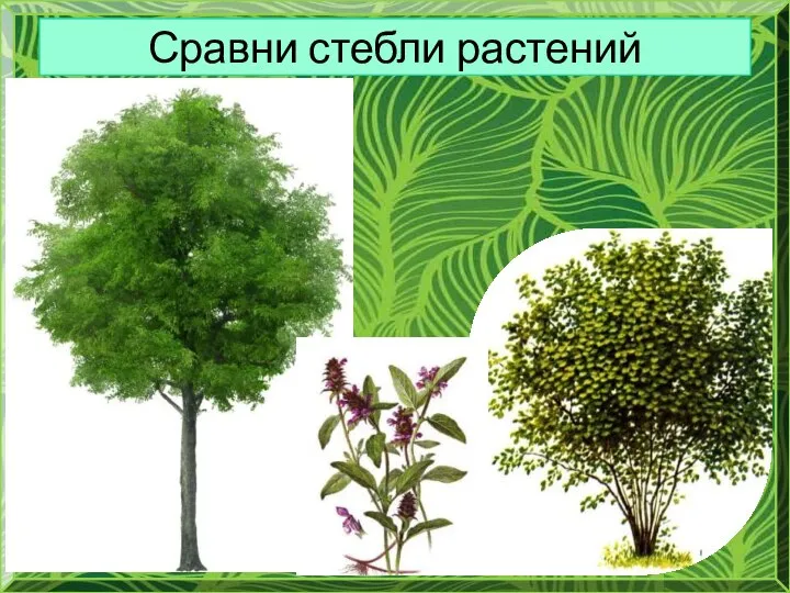 Сравни стебли растений