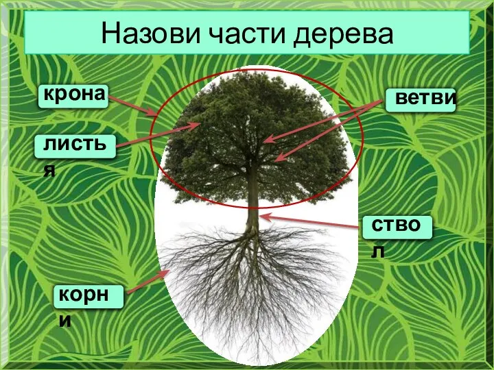 Назови части дерева крона корни ствол листья ветви