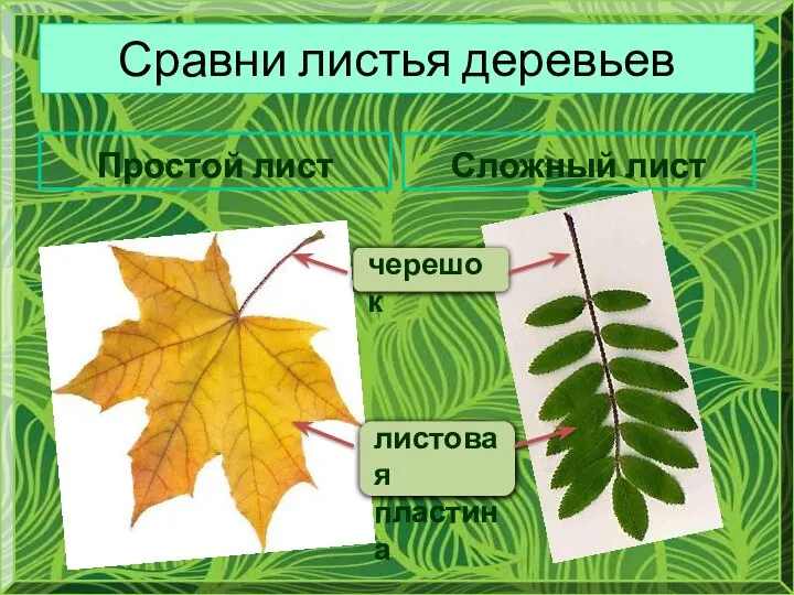 Сравни листья деревьев Простой лист Сложный лист черешок листовая пластина