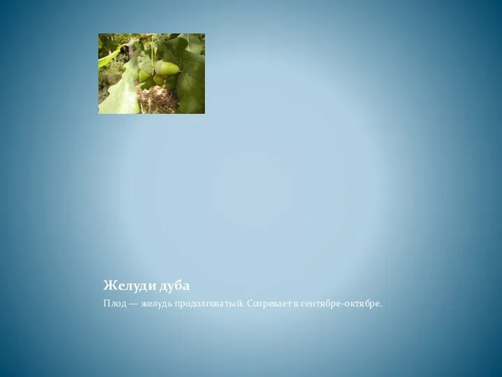 Желуди дуба Плод — желудь продолговатый. Созревает в сентябре-октябре.