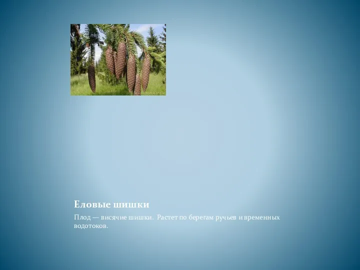 Еловые шишки Плод — висячие шишки. Растет по берегам ручьев и временных водотоков.