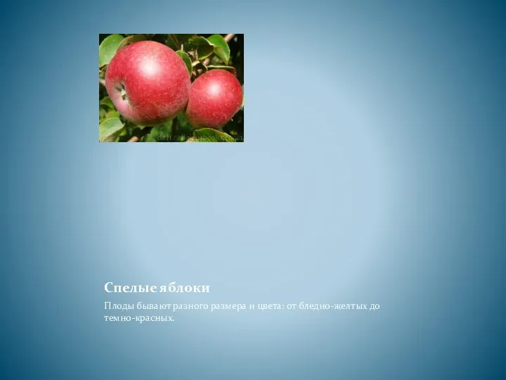 Спелые яблоки Плоды бывают разного размера и цвета: от бледно-желтых до темно-красных.