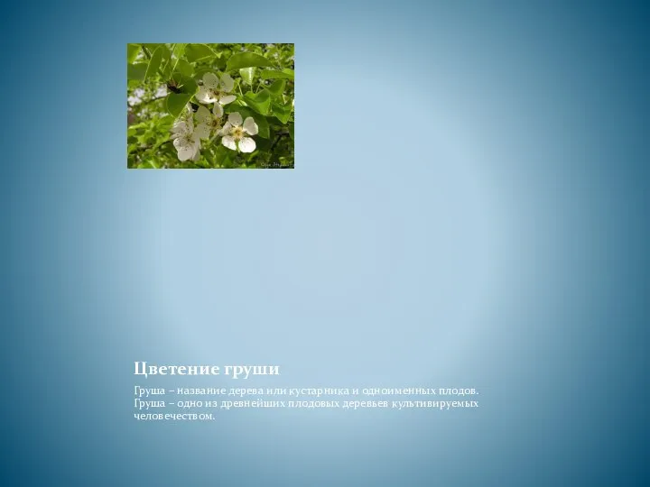 Цветение груши Груша – название дерева или кустарника и одноименных плодов.