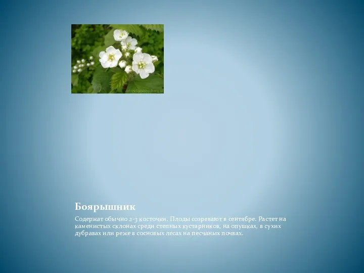 Боярышник Содержат обычно 2-3 косточки. Плоды созревают в сентябре. Растет на