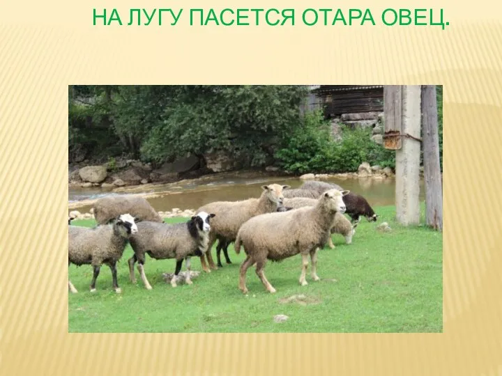 На лугу пасется отара овец.