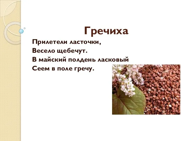 Гречиха Прилетели ласточки, Весело щебечут. В майский полдень ласковый Сеем в поле гречу.