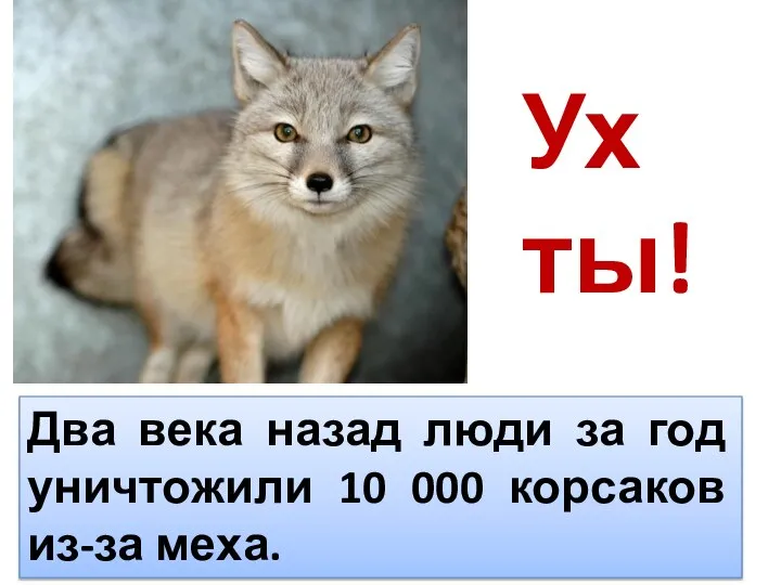 Ух ты! Два века назад люди за год уничтожили 10 000 корсаков из-за меха.