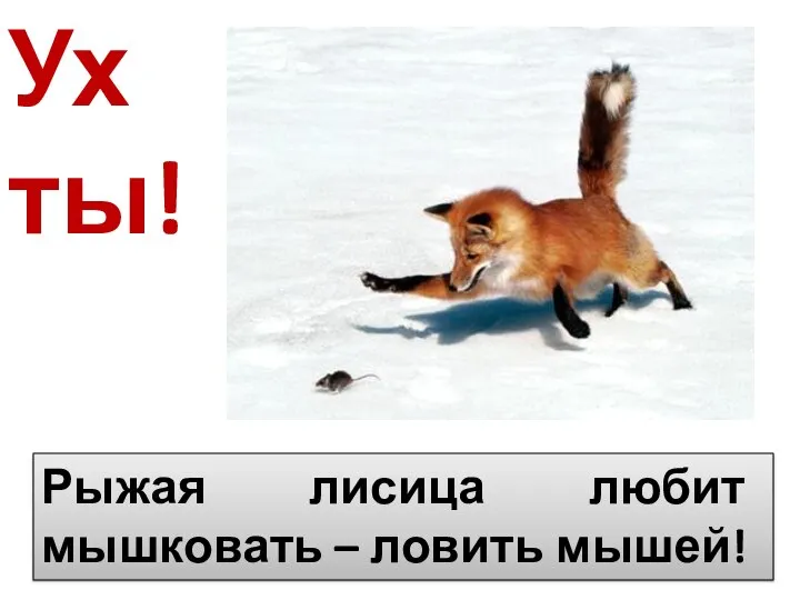 Ух ты! Рыжая лисица любит мышковать – ловить мышей!