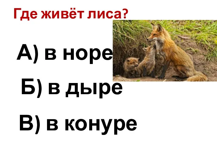 Где живёт лиса? А) в норе Б) в дыре В) в конуре