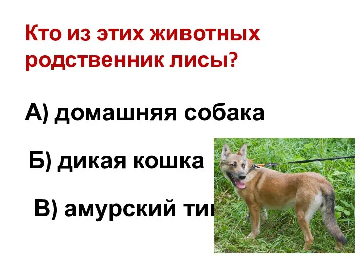 Кто из этих животных родственник лисы? А) домашняя собака Б) дикая кошка В) амурский тигр