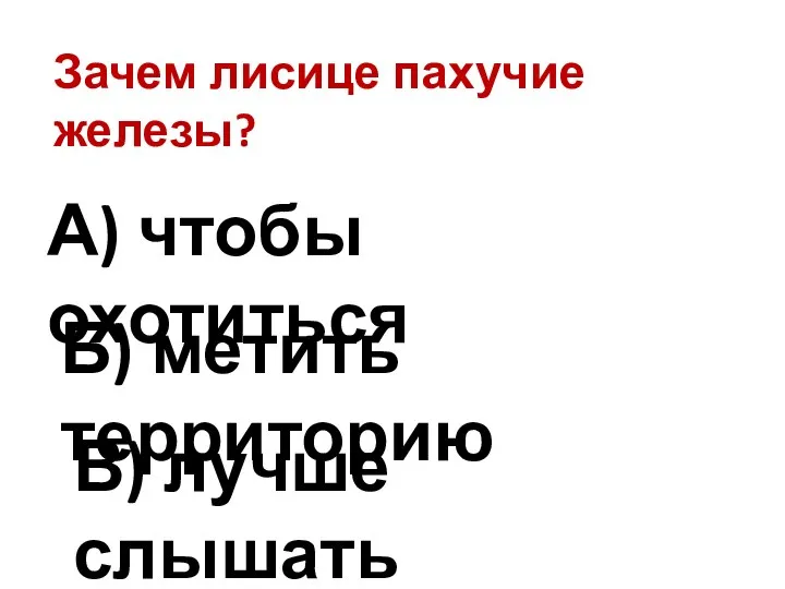 Зачем лисице пахучие железы? А) чтобы охотиться Б) метить территорию В) лучше слышать