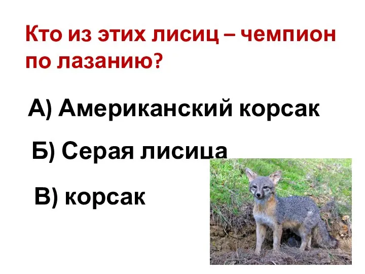 Кто из этих лисиц – чемпион по лазанию? Б) Серая лисица А) Американский корсак В) корсак