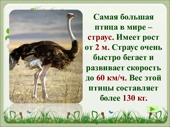Самая большая птица в мире – страус. Имеет рост от 2