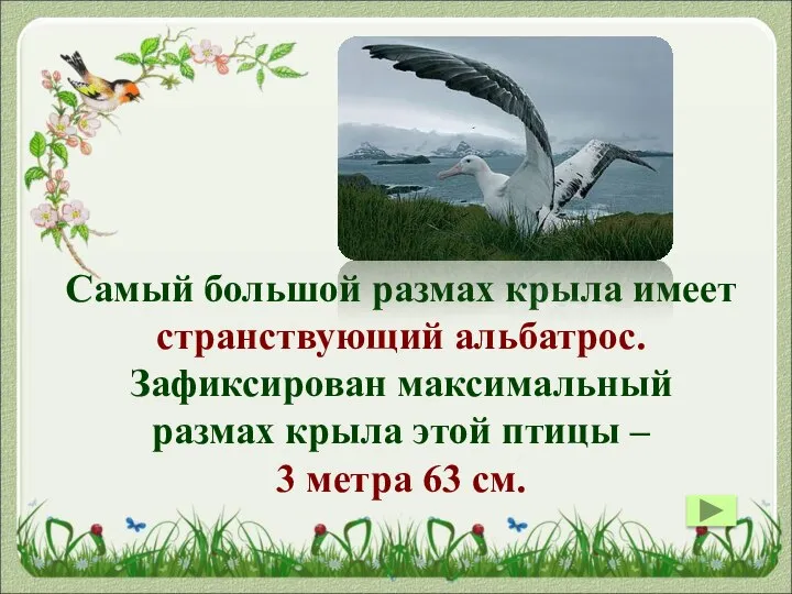 Самый большой размах крыла имеет странствующий альбатрос. Зафиксирован максимальный размах крыла