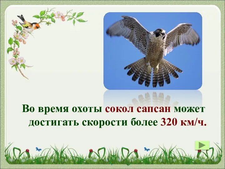 Во время охоты сокол сапсан может достигать скорости более 320 км/ч.