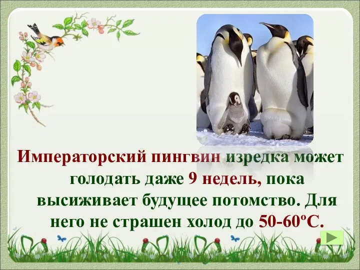 Императорский пингвин изредка может голодать даже 9 недель, пока высиживает будущее