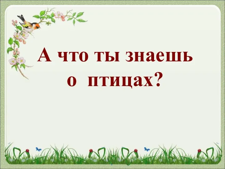 А что ты знаешь о птицах?