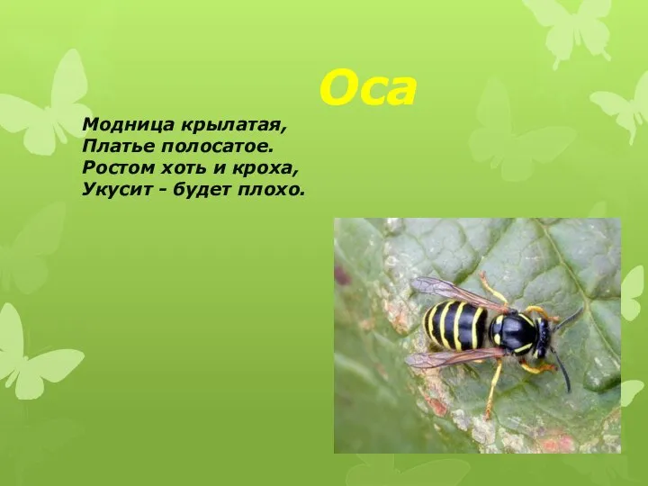 Оса Модница крылатая, Платье полосатое. Ростом хоть и кроха, Укусит - будет плохо.