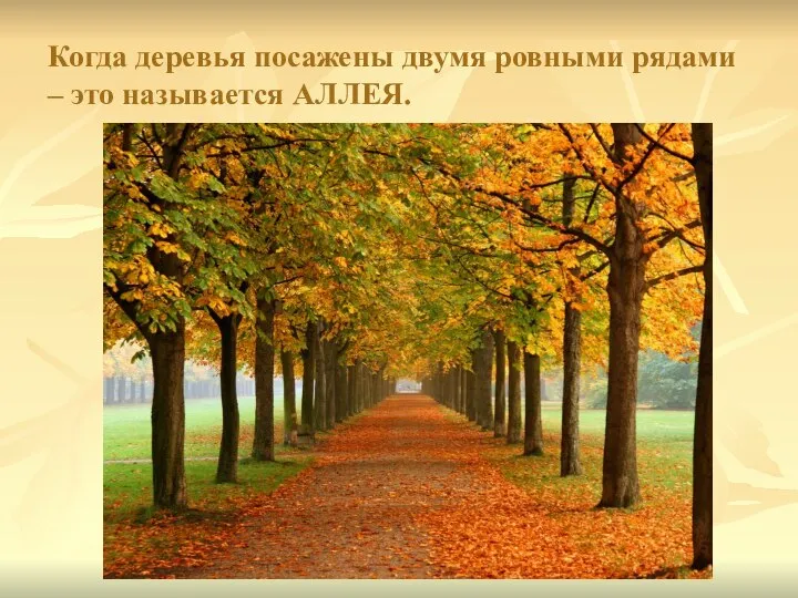 Когда деревья посажены двумя ровными рядами – это называется АЛЛЕЯ.