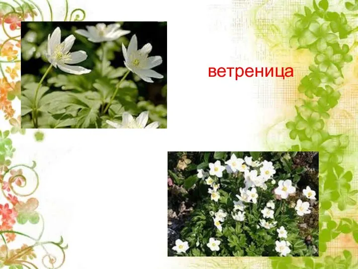 ветреница