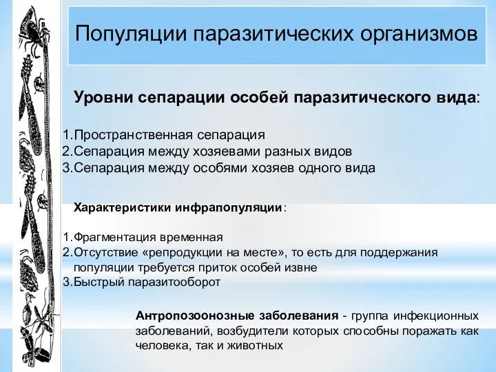 Популяции паразитических организмов Уровни сепарации особей паразитического вида: Пространственная сепарация Сепарация