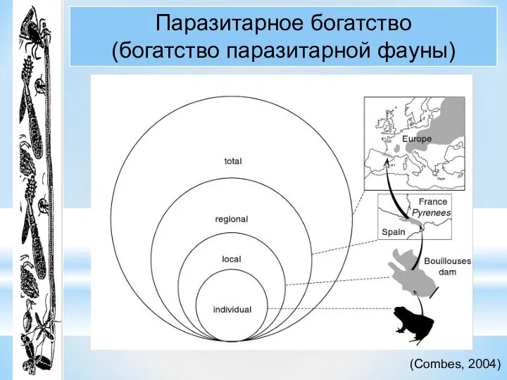 Паразитарное богатство (богатство паразитарной фауны) (Combes, 2004)