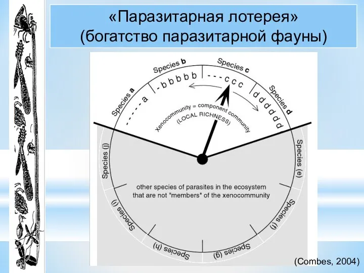 «Паразитарная лотерея» (богатство паразитарной фауны) (Combes, 2004)