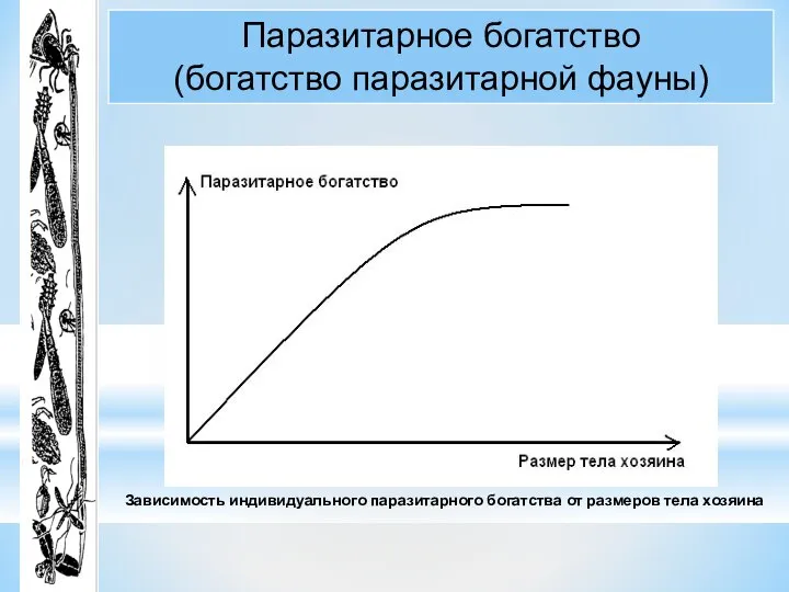 Зависимость индивидуального паразитарного богатства от размеров тела хозяина Паразитарное богатство (богатство паразитарной фауны)