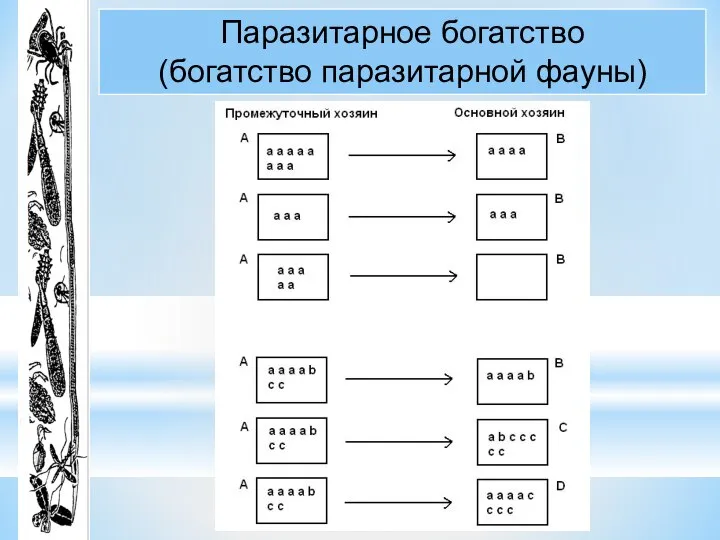 Паразитарное богатство (богатство паразитарной фауны)