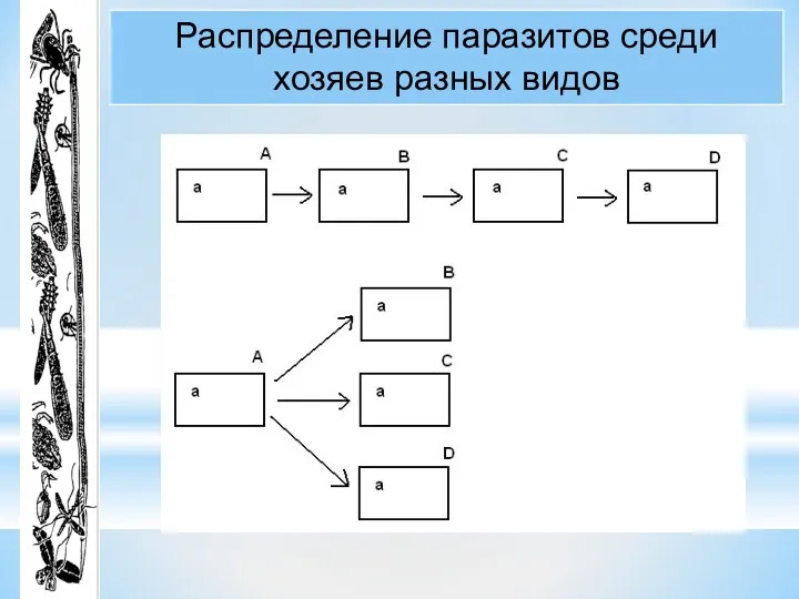 Распределение паразитов среди хозяев разных видов