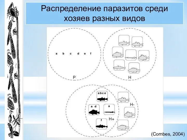 Распределение паразитов среди хозяев разных видов (Combes, 2004)