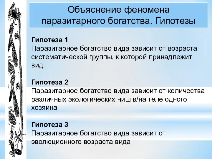 Объяснение феномена паразитарного богатства. Гипотезы Гипотеза 1 Паразитарное богатство вида зависит