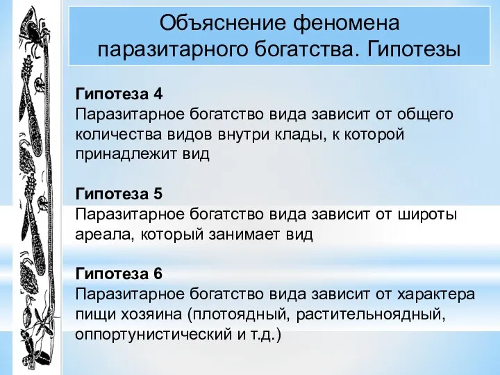 Объяснение феномена паразитарного богатства. Гипотезы Гипотеза 4 Паразитарное богатство вида зависит