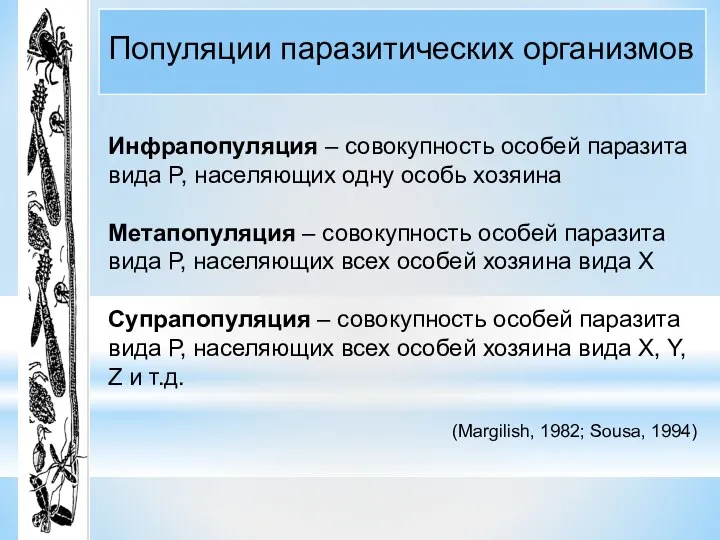 Популяции паразитических организмов Инфрапопуляция – совокупность особей паразита вида P, населяющих