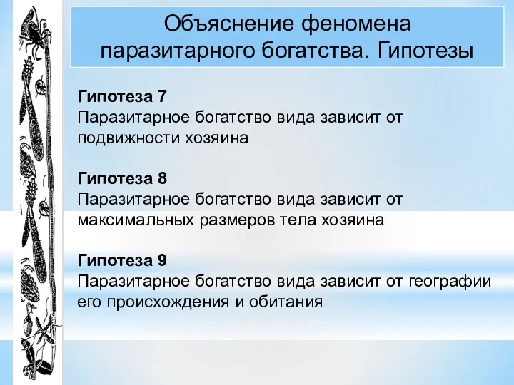 Объяснение феномена паразитарного богатства. Гипотезы Гипотеза 7 Паразитарное богатство вида зависит