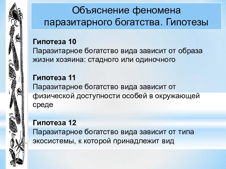 Объяснение феномена паразитарного богатства. Гипотезы Гипотеза 10 Паразитарное богатство вида зависит