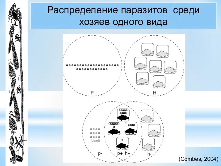 Распределение паразитов среди хозяев одного вида (Combes, 2004)