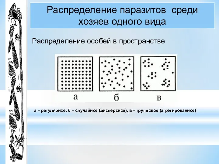 Распределение паразитов среди хозяев одного вида Распределение особей в пространстве а