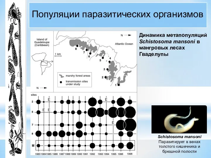 Динамика метапопуляций Schistosoma mansoni в мангровых лесах Гваделупы Популяции паразитических организмов